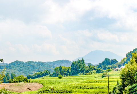 NB0566 富山ぶどう【ピオーネ 約2kg 4～5房 フルーツ 果物 くだもの ぴおーね 季節限定 期間限定 数量限定 デザート ご褒美 島根県 大田市】