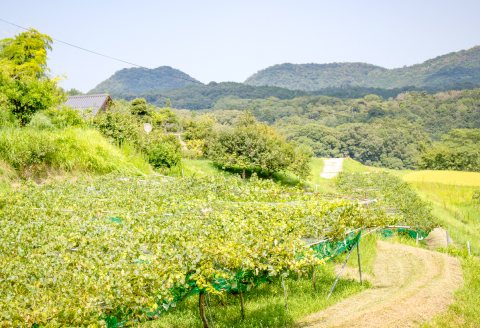 NB0566 富山ぶどう【ピオーネ 約2kg 4～5房 フルーツ 果物 くだもの ぴおーね 季節限定 期間限定 数量限定 デザート ご褒美 島根県 大田市】