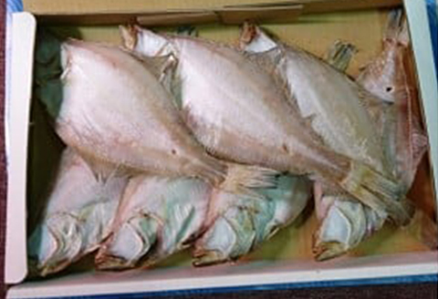 《１５日お届け》砂時計の町名産「干エテかれい」（１４枚）