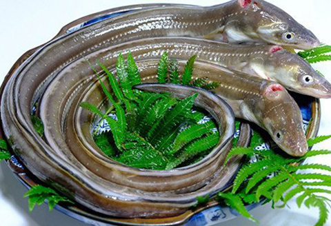 あなご下処理済3尾セット【穴子 セット あなご アナゴ 3尾 真空パック 煮あなご 焼きあなご 天ぷら】