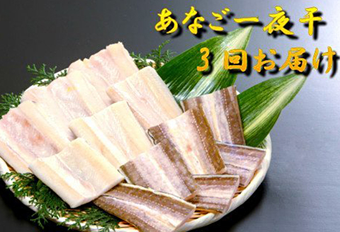 【定期便】あなご一夜干3回お届け定期便【穴子 国産 一夜干し 干物 あなご 大田市 アナゴ】