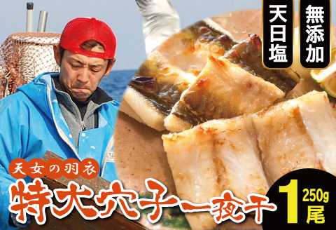 特大 あなご一夜干し 1尾 250g 「天女の羽衣」【穴子 一夜干し 250g 穴子干物 魚介類 魚 アナゴ 干物 特大 50cm 無添加 天日塩 新鮮 冷凍 真空パック 贈答 ギフト 父の日 母の日】