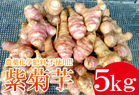 農薬化学肥料不使用の紫菊芋　5kg【菊芋 野菜 紫菊芋 芋 赤菊芋 農薬不使用 化学肥料不使用 季節限定 期間限定 数量限定 島根県 大田市】