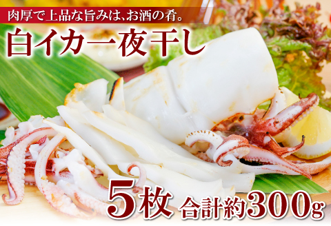 刺身より美味しい！白いか一夜干　5枚【いか 一夜干し 白いか 干物 60～80g 5枚 一夜干 ケンサキイカ 剣先イカ 真イカ 肉厚 贅沢 おつまみ お酒の肴 おやつ 贈答 ギフト 冷凍 父の日 母の日】