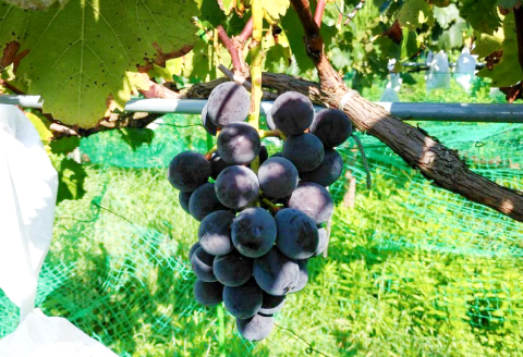 NB0566 富山ぶどう【ピオーネ 約2kg 4～5房 フルーツ 果物 くだもの ぴおーね 季節限定 期間限定 数量限定 デザート ご褒美 島根県 大田市】