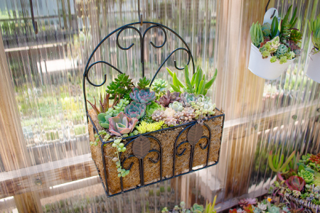 ハンギングプランター 多肉植物の寄せ植え【多肉植物 植物 グリーン よせうえ 季節 おすすめ 約20種 観葉植物 手植え 癒し インテリア ナチュラル かわいい 自然 プレゼント ギフト 贈り物】