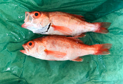 NC0547 大サイズ！極上のどぐろ（水揚げ次第発送）【のどぐろ あかむつ ノドグロ 2尾 魚 さかな 旬 国産 高級魚 地魚 水揚げ直後 新鮮 冷蔵 ノンフローズン お取り寄せ 季節限定 大田市】