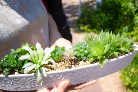 ハオルチアの寄せ植え【多肉植物 植物 グリーン よせうえ 観葉植物 手植え 癒し インテリア ナチュラル かわいい 自然 プレゼント ギフト 贈り物】