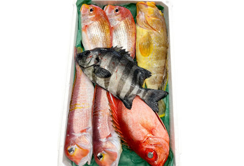 NE0545 旬の鮮魚ＢＯＸお任せセット（松）【鮮魚 約5kg 冷蔵 旬 魚 さかな 天然 天然魚 新鮮 地魚 産地直送 水揚げ次第発送 おまかせ セット 詰め合わせ お取り寄せ 大田市 和江漁港】