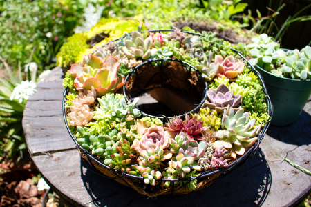 多肉植物のリース型寄せ植え【多肉植物 植物 グリーン おすすめ 約30種 よせうえ 観葉植物 手植え 癒し インテリア ナチュラル かわいい 自然 プレゼント ギフト 贈り物】