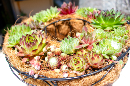 センペルビウムのリース型寄せ植え【多肉植物 植物 グリーン おすすめ よせうえ 観葉植物 手植え 癒し インテリア ナチュラル かわいい 自然 プレゼント ギフト 贈り物】