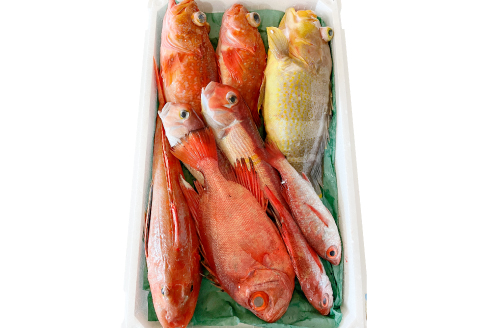 TF0541 【12回定期便】大田市からお届け！旬のお魚セット【鮮魚 約5kg 定期便 12回 月1回 冷蔵 旬 魚 さかな 天然 天然魚 新鮮 地魚 産地直送 水揚げ次第発送 おまかせ セット 詰め合わせ お取り寄せ 大田市 和江漁港】