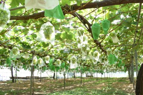 【先行受付】 シャインマスカット 2房 【期間 限定 先行 予約 ぶどう シャイン マスカット 皮ごと 甘い 緑 みどり 種なし 大きい 2025 予約 フルーツ 島根県 安来市】 島根県農業協同組合　やすぎ地区本部