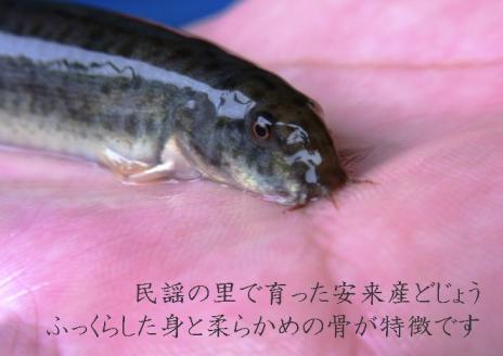 やすぎどじょう250g（女子高生制作どじょう料理レシピBOOK付き）【どじょう 活魚 生きたまま 食用 養殖 やわらかい 弾力 クセがない レシピ付き 魚 美味しい 栄養 食べやすい 新鮮 島根県 安来市】【価格変更】