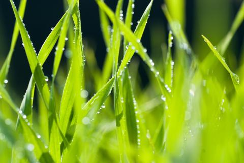 藍の青汁【健康 飲みやすい 国産素材 ポリフェノール 濃厚 大麦若葉 クマザサ 桑の葉 島根県 安来市】