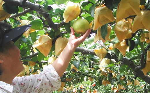 二十世紀梨 2.8kg【先行受付 2025年発送 梨 なし ナシ 20世紀 美味しい みずみずしい 期間限定 先行予約】