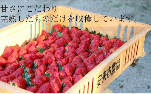 いちご 章姫 2パックセット［島根県安来産　完熟いちご］【 先行予約 受付 完熟 苺 イチゴ 島根県産 甘い 人気 特産品 高級 フルーツ デザート 】