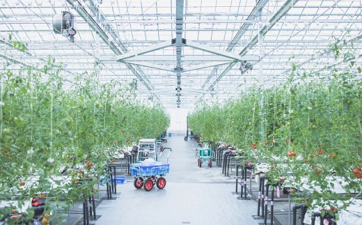 まっかなフルーツトマト詰め合わせ 2kg 【完熟トマト 樹上完熟 野菜 ベジタブル 詰め合わせ 栄養 甘い こだわり サラダ 島根県 安来市】