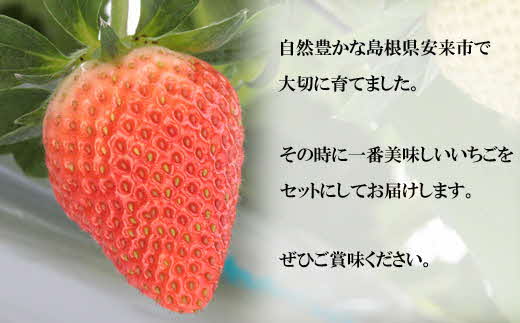  【先行予約】農場長厳選の美味しいいちご 500g【250g×2パック 苺 詰め合わせ いちご イチゴ 果物 フルーツ 甘味 甘酸っぱい かおり野 紅ほっぺ よつぼし スターナイト すず おやつ 島根県 安来市産 安来市】