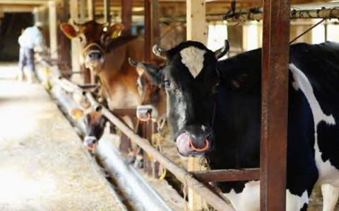 手作りプリン6個セット【冷蔵 ネッカ牛乳 ネッカ卵 蒸しプリン ソース別 牧場 スイーツ おいしい ご褒美 おやつ 牧場 搾りたて グルメ お土産 自宅用 ギフト 贈り物 島根県 安来市】