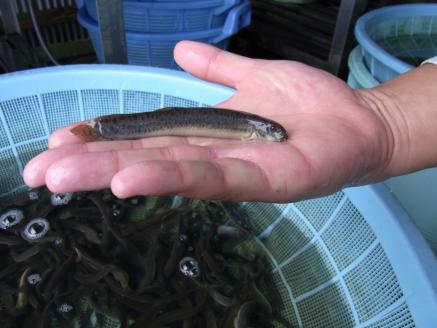 やすぎどじょう500g（女子高生制作どじょう料理レシピBOOK付き）【どじょう 活魚 生きたまま 食用 養殖 やわらかい 弾力 クセがない レシピ付き 魚 美味しい 栄養 食べやすい 新鮮 島根県 安来市】【価格変更】