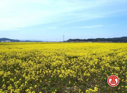 安来産菜種100％なたね油 2本セット ［髙島屋選定品］【調味料 菜種 なたね 一番搾り 油 植物油 キッチン 料理 自然 ヘルシー セット 島根県 安来市】【価格変更】
