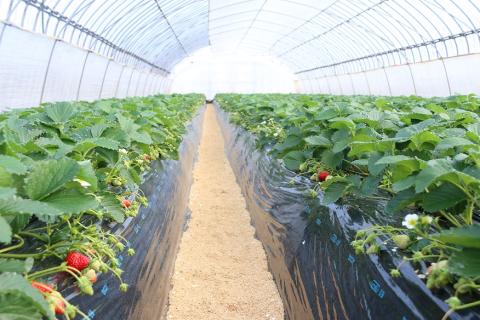 いちご 紅ほっぺ 4パックセット［島根県安来産　完熟いちご］【 先行予約 受付 完熟 苺 イチゴ 島根県産 甘い 人気 特産品 高級 フルーツ デザート 】