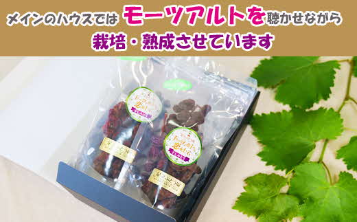 モーツァルトに恋をして 干しぶどう シャインマスカット（100g×2個）【国産 ドライフルーツ レーズン 葡萄 ぶどう 房 お取り寄せ 小分け おやつ おつまみ フルーツ 甘い 熟成 完熟 おやつ 島根県 安来市】