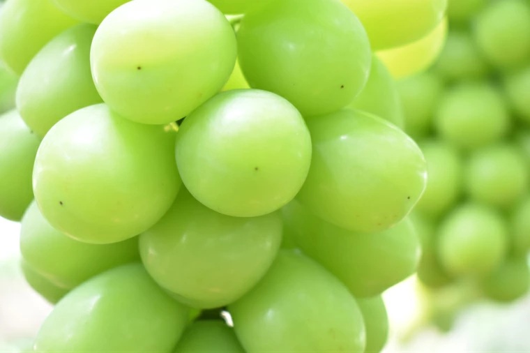 【先行受付】 シャインマスカット 約2kg【3～4房 期間 限定 先行 予約 ぶどう 厳選 2025年発送 皮ごと 甘い 緑 みどり 種なし 大きい 島根県 安来市】