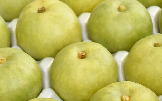 二十世紀梨 2.8kg【先行受付 2025年発送 梨 なし ナシ 20世紀 美味しい みずみずしい 期間限定 先行予約】