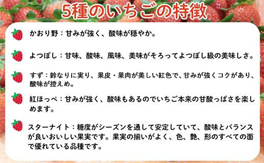 【先行予約】農場長厳選の美味しいいちご 500g【250g×2パック 苺 詰め合わせ いちご イチゴ 果物 フルーツ 甘味 甘酸っぱい かおり野 紅ほっぺ よつぼし スターナイト すず おやつ 島根県 安来市産 安来市】
