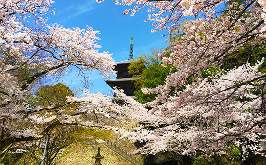 清水寺「三重塔」春