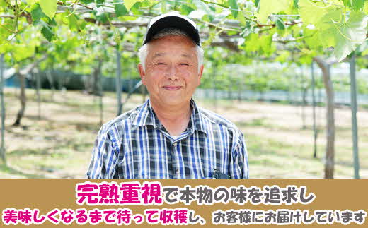 モーツァルトに恋をして 干しぶどう シャインマスカット（100g×2個）【国産 ドライフルーツ レーズン 葡萄 ぶどう 房 お取り寄せ 小分け おやつ おつまみ フルーツ 甘い 熟成 完熟 おやつ 島根県 安来市】