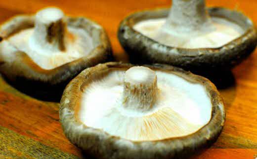 じょうとうじい茸2袋セット【しいたけ 椎茸 城東化成 乾燥しいたけ 干ししいたけ スライス きのこ キノコ セット 安全 おいしい 国産 島根県 安来市】