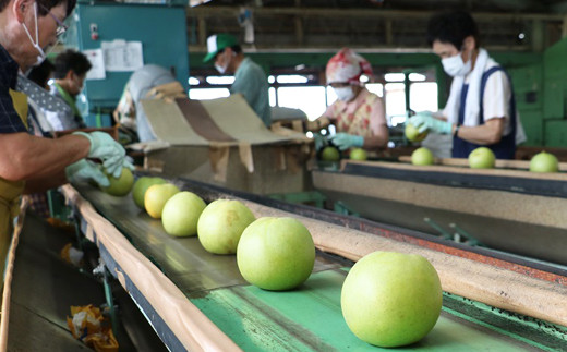 二十世紀梨 2.8kg【先行受付 2025年発送 梨 なし ナシ 20世紀 美味しい みずみずしい 期間限定 先行予約】