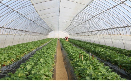 いちご 章姫 2パックセット［島根県安来産　完熟いちご］【 先行予約 受付 完熟 苺 イチゴ 島根県産 甘い 人気 特産品 高級 フルーツ デザート 】