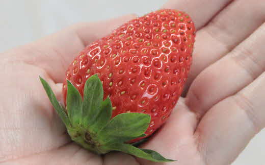 【先行予約】農場長厳選の美味しいいちご 1000g【250g×4パック 苺 詰め合わせ 厳選 フルーツ 果物 かおり野 紅ほっぺ よつぼし スターナイト すず 甘味 セット 化粧箱 島根県 安来市 安来市産】