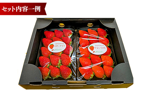  【先行予約】農場長厳選の美味しいいちご 500g【250g×2パック 苺 詰め合わせ いちご イチゴ 果物 フルーツ 甘味 甘酸っぱい かおり野 紅ほっぺ よつぼし スターナイト すず おやつ 島根県 安来市産 安来市】