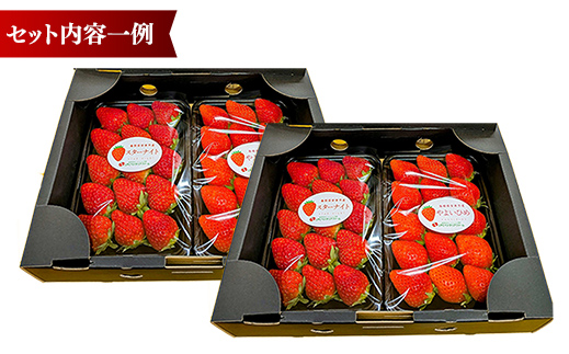 【先行予約】農場長厳選の美味しいいちご 1000g【250g×4パック 苺 詰め合わせ 厳選 フルーツ 果物 かおり野 紅ほっぺ よつぼし スターナイト すず 甘味 セット 化粧箱 島根県 安来市 安来市産】