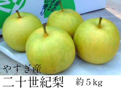 二十世紀梨 5kg【先行受付 2025年発送 梨 なし ナシ 20世紀 美味しい みずみずしい 期間限定 先行予約】