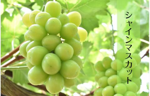 【先行受付】 シャインマスカット 2房 【期間 限定 先行 予約 ぶどう シャイン マスカット 皮ごと 甘い 緑 みどり 種なし 大きい 2025 予約 フルーツ 島根県 安来市】 島根県農業協同組合　やすぎ地区本部