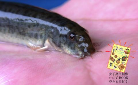 やすぎどじょう250g（女子高生制作どじょう料理レシピBOOK付き）【どじょう 活魚 生きたまま 食用 養殖 やわらかい 弾力 クセがない レシピ付き 魚 美味しい 栄養 食べやすい 新鮮 島根県 安来市】【価格変更】