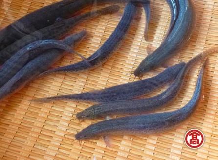 どじょう 活魚 ［髙島屋選定品］【ドジョウ どじょう 生きたまま 600g 骨 やわらかい 活魚 食用 魚 美味しい 栄養 健康 食べやすい 新鮮 島根県 安来市】