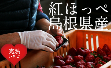 いちご 紅ほっぺ 2パックセット［島根県安来産　完熟いちご］【 先行予約 受付 完熟 苺 イチゴ 島根県産 甘い 人気 特産品 高級 フルーツ デザート 】