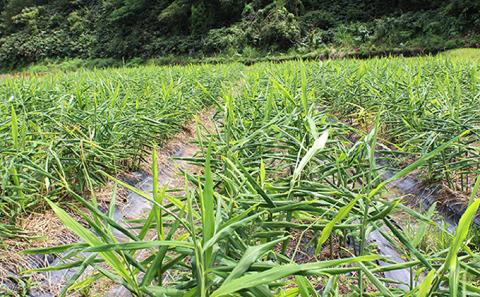有機 生姜 パウダー セット （30g×3袋） YF-4 有機生姜パウダーセット 生姜パウダー 生姜 セット 加工食品 飲み物 料理 何にでも 生姜パワー 生姜 有機 パウダー 粉末