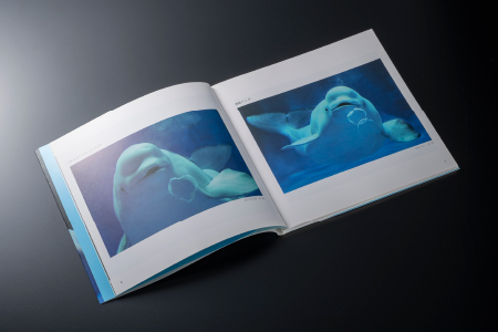 AQUAS アクアスの仲間たち 小林茂雄写真集【KS-1】本 写真集 1冊 雑貨 日用品 しまね海洋館アクアス 海洋館 水族館 海の動物 動物 海の生き物 生き物 イルカ ペンギン サメ エイ 魚 魚介類