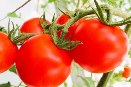 【先行予約】☆ 糖度 １0度以上 ☆ 厳選 スパルタ生まれの笑ちゃん フルーツトマト 約1kg 【GC-35】 お届け：4月中旬～6月中旬ごろ順次発送 笑ちゃん トマト フルーツトマト 野菜 完熟 新鮮 冷蔵