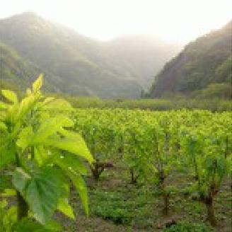 有機桑茶 セット (36包×3袋) KW-7 お茶 茶 有機 桑茶 桑茶 桑 飲料類 飲料 飲み物 ノンカフェイン 健康茶 健康飲料 健康食品 お子様 子供 お年寄り 年配 健康 セット 送料無料