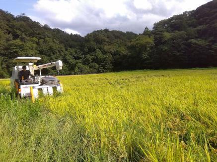 【10営業日以内配送可能】【配送月が選べる】R6産 邑智郡産 きぬむすめ 5kg × 2【合計10kg】【FY-1】白米 きぬむすめ こめ コメ お米 おこめ 令和6年産
