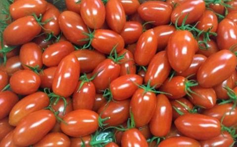 スパルタ生まれのひみこ ミニトマト 約1.5kg入り【GC-10】 フルーツトマト トマト